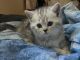 Scottish Fold Cats for sale in Concord, CA, USA. price: NA
