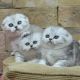 Scottish Fold Cats for sale in North Port, FL, USA. price: $370