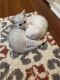 Scottish Fold Cats for sale in Philadelphia, PA, USA. price: $1,000