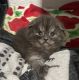 Scottish Fold Cats for sale in Houston, TX, USA. price: NA