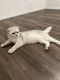 Scottish Fold Cats for sale in Aubrey, TX, USA. price: $1,200