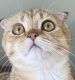 Scottish Fold Cats for sale in Shakopee, MN, USA. price: $1,200