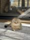 Scottish Fold Cats for sale in Belle Plaine, MN, USA. price: $1,600