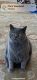Scottish Fold Cats for sale in Killen, AL 35645, USA. price: NA