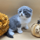 Scottish Fold Cats for sale in RI-108, South Kingstown, RI, USA. price: $2,400