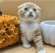 Scottish Fold Cats for sale in RI-108, South Kingstown, RI, USA. price: NA