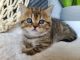 Scottish Fold Cats for sale in Vancouver, WA, USA. price: $950