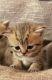 Scottish Fold Cats for sale in Gainesville, GA, USA. price: $2,000
