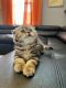 Scottish Fold Cats for sale in Toms River, NJ 08753, USA. price: $1,200