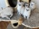 Scottish Fold Cats for sale in Longview, WA, USA. price: NA