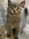 Scottish Fold Cats for sale in St. Augustine, FL, USA. price: $950