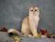 Scottish Fold Cats for sale in Shakopee, MN 55379, USA. price: NA