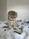 Scottish Fold Cats for sale in 3353 Jeannin Dr, North Port, FL 34288, USA. price: $1,400