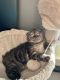 Scottish Fold Cats for sale in Burnsville, MN 55306, USA. price: NA