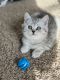 Scottish Fold Cats for sale in Burnsville, MN 55306, USA. price: $800
