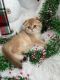 Scottish Fold Cats for sale in Inman, SC 29349, USA. price: $2,000
