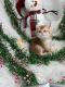 Scottish Fold Cats for sale in Inman, SC 29349, USA. price: NA