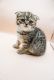 Scottish Fold Cats for sale in Tampa-St. Petersburg Metropolitan Area, FL, USA. price: NA