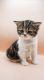 Scottish Fold Cats for sale in Tampa-St. Petersburg Metropolitan Area, FL, USA. price: NA