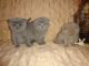 Scottish Fold Cats for sale in Texas City, TX, USA. price: NA