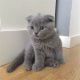 Scottish Fold Cats for sale in 24701 Hallwood Ct, Farmington Hills, MI 48335, USA. price: NA