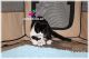 Scottish Fold Cats for sale in Klamath Falls, OR, USA. price: $975