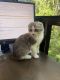 Scottish Fold Cats for sale in VLG WELLINGTN, FL 33414, USA. price: NA