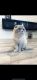 Scottish Fold Cats for sale in 961 Sloboda Ave, Sacramento, CA 95838, USA. price: NA