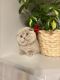 Scottish Fold Cats for sale in Miami, FL, USA. price: $1,900