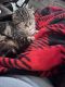 Scottish Fold Cats for sale in Sherman, TX 75092, USA. price: $800