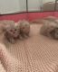 Scottish Fold Cats for sale in Daytona Beach, FL, USA. price: NA