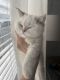 Scottish Fold Cats for sale in Miami, FL, USA. price: NA