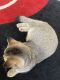 Scottish Fold Cats for sale in Davenport, FL 33897, USA. price: $1,598