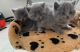 Scottish Fold Cats for sale in Daytona Beach, FL, USA. price: NA