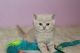 Scottish Fold Cats for sale in Florida A1A, Miami Beach, FL, USA. price: $700