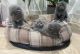 Scottish Fold Cats for sale in Florida A1A, Miami Beach, FL, USA. price: $700