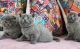 Scottish Fold Cats for sale in Florida A1A, Miami Beach, FL, USA. price: NA