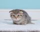 Scottish Fold Cats for sale in San Jose, CA, USA. price: $600