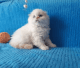 Scottish Fold Cats for sale in Los Angeles County, CA, USA. price: $700