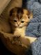 Scottish Fold Cats for sale in Richmond, CA, USA. price: $600