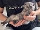 Scottish Fold Cats for sale in Knoxville, TN, USA. price: $1,000