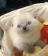 Scottish Fold Cats for sale in Sacramento, CA 95843, USA. price: $95,000