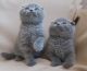 Scottish Fold Cats for sale in Florida Mall Ave, Orlando, FL 32809, USA. price: NA