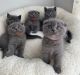 Scottish Fold Cats for sale in New Jersey Turnpike, Kearny, NJ, USA. price: $1,300
