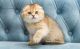 Scottish Fold Cats for sale in New Jersey Turnpike, Kearny, NJ, USA. price: $1,200