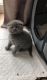 Scottish Fold Cats for sale in Ohio Ave, West Springfield, MA 01089, USA. price: $1,100