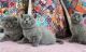 Scottish Fold Cats for sale in Ohio Ave, West Springfield, MA 01089, USA. price: $1,000