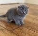 Scottish Fold Cats for sale in Giorgia St, Parkville, MO 64152, USA. price: $1,000