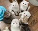 Scottish Fold Cats for sale in Giorgia St, Parkville, MO 64152, USA. price: NA