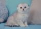 Scottish Fold Cats for sale in Los Angeles, CA 90017, USA. price: $1,480